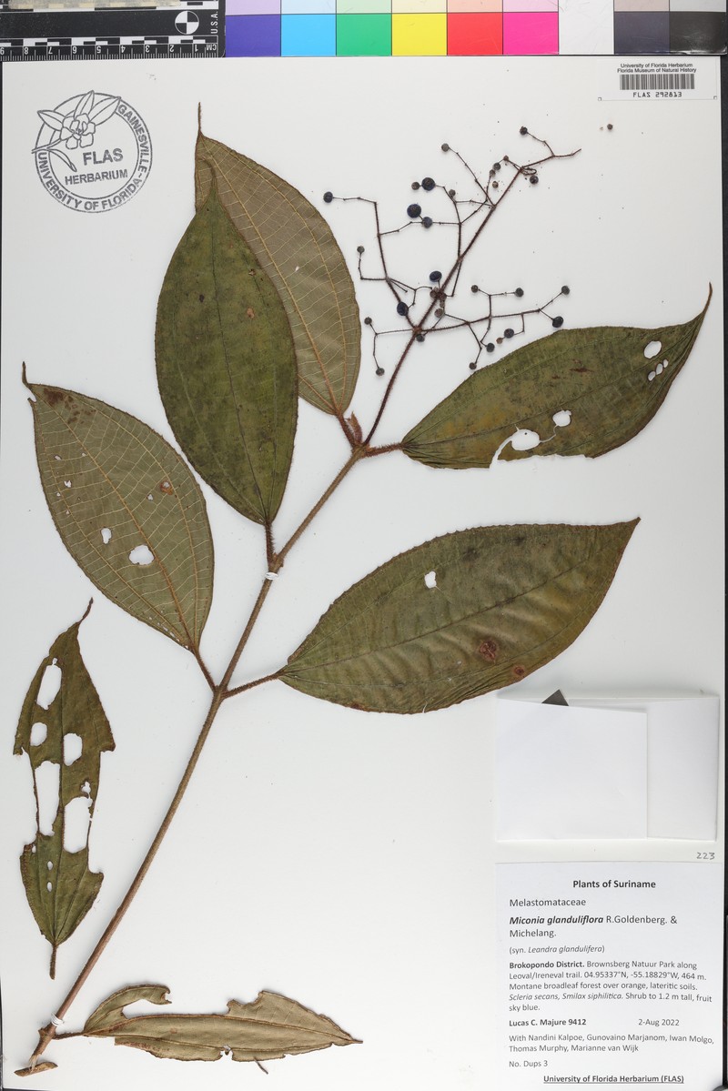 Miconia glanduliflora