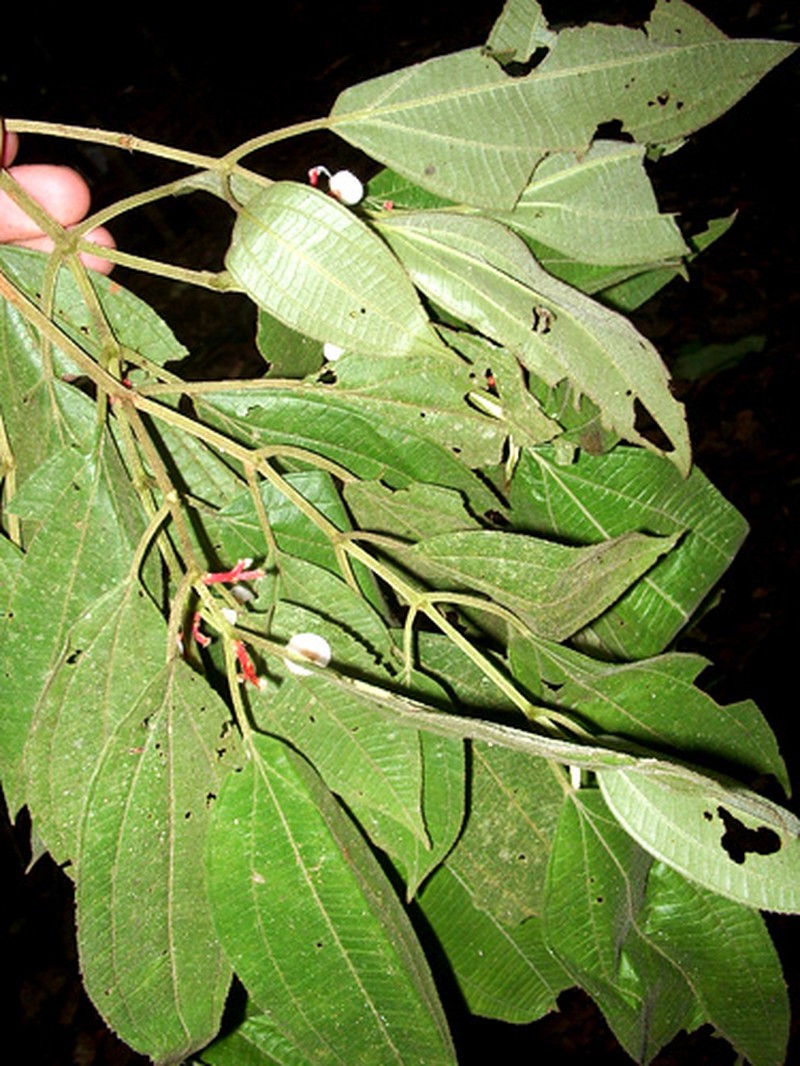 Miconia glanduliflora photo 2
