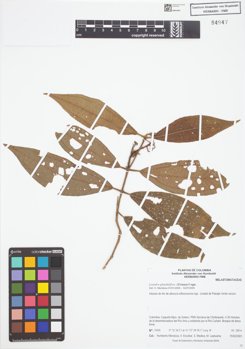 Miconia glanduliflora photo 3