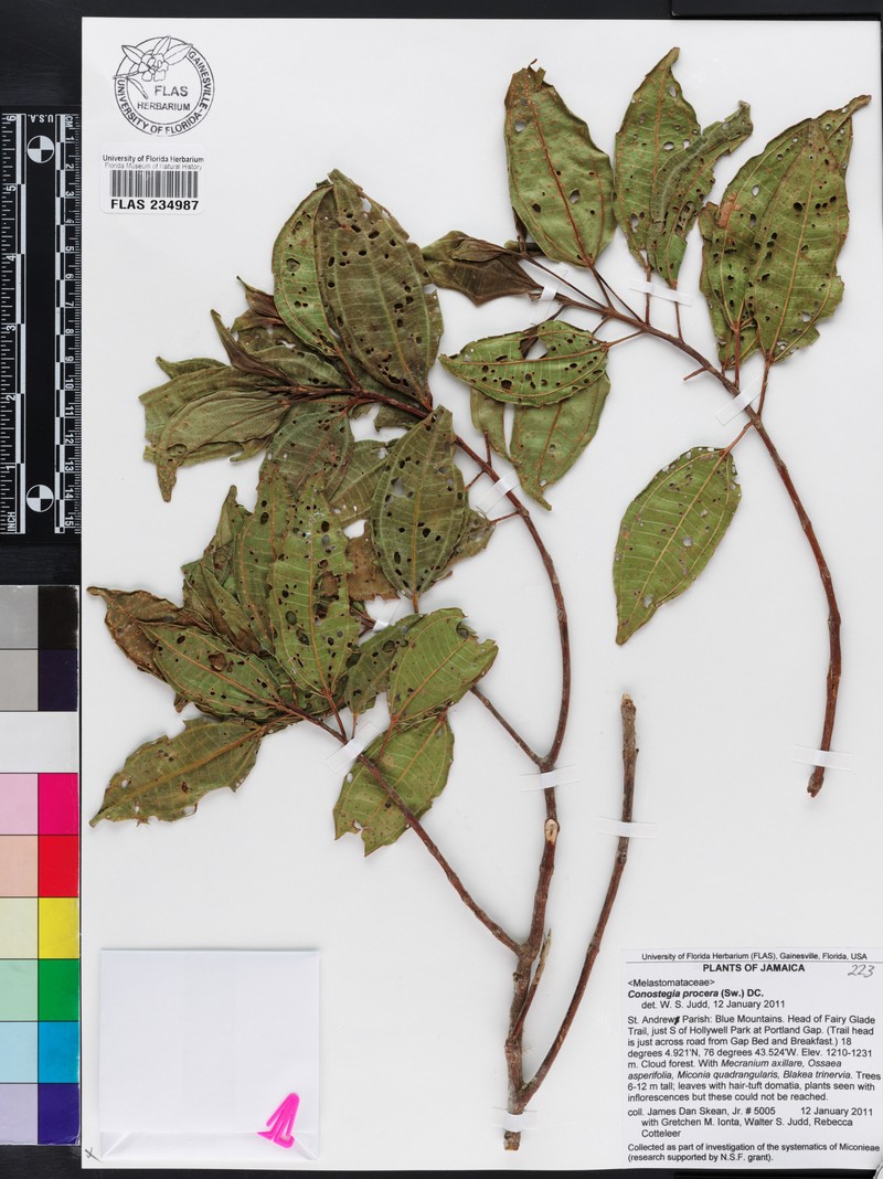 Miconia gloriosa