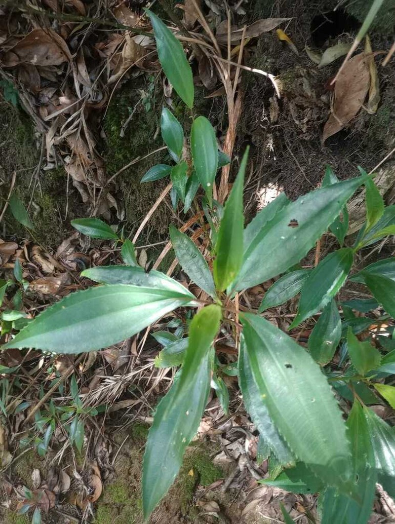 Miconia goldenbergiana
