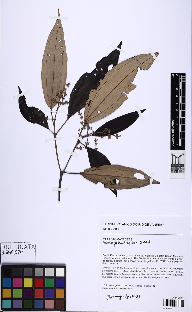 Miconia goldenbergiana photo 2