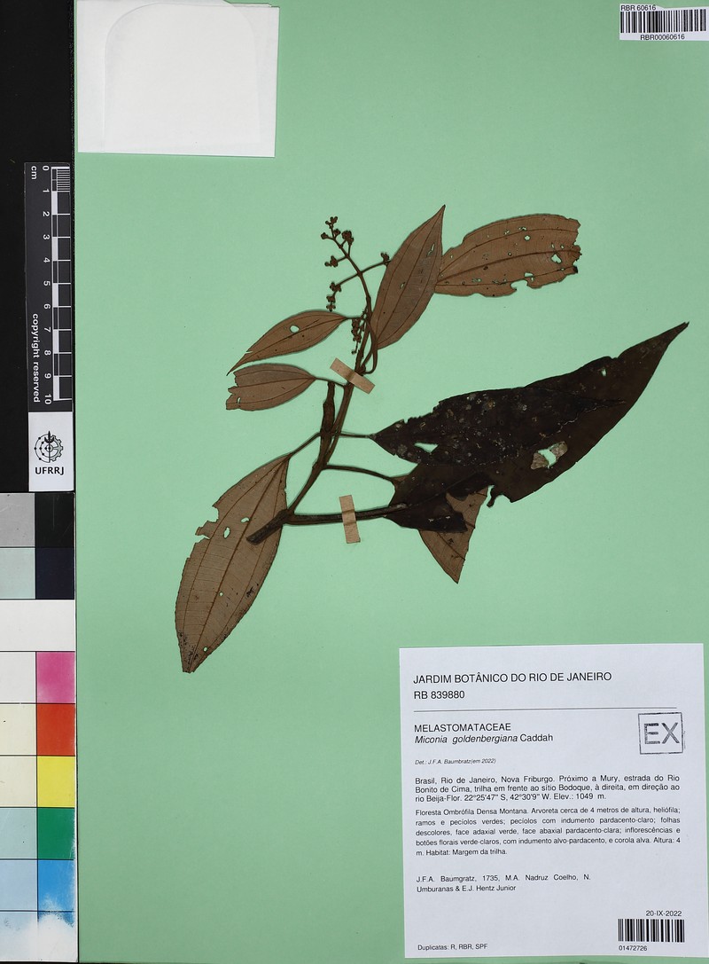 Miconia goldenbergiana photo 3