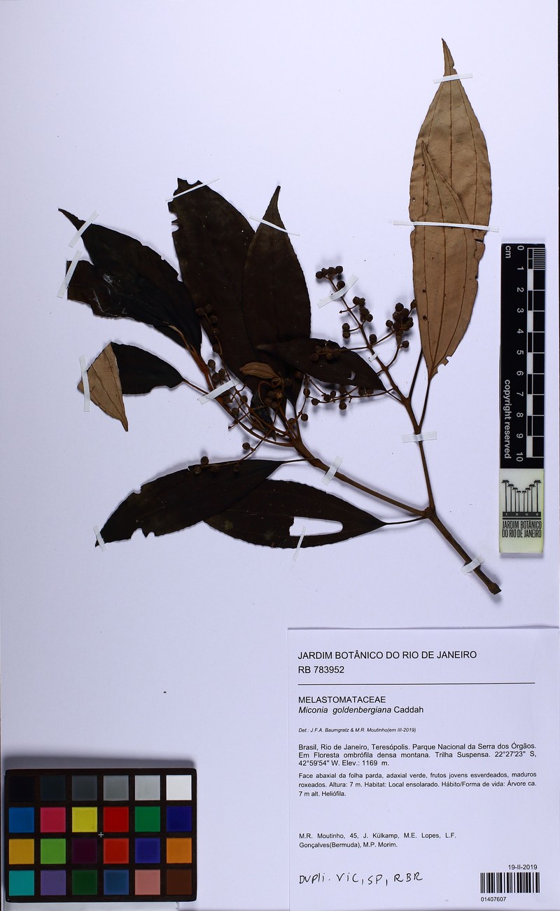 Miconia goldenbergiana photo 4