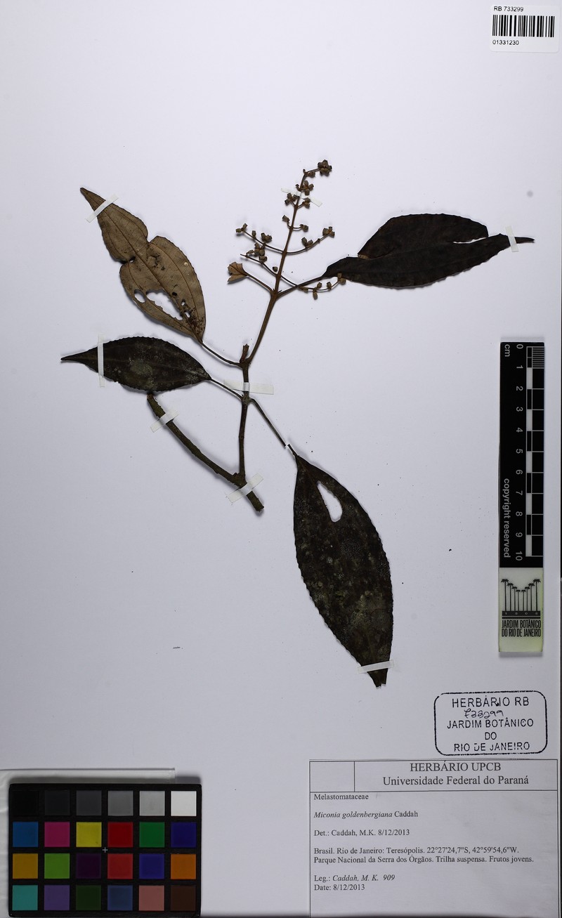 Miconia goldenbergiana photo 5