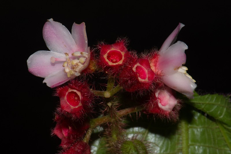 Miconia gonoptera photo 2