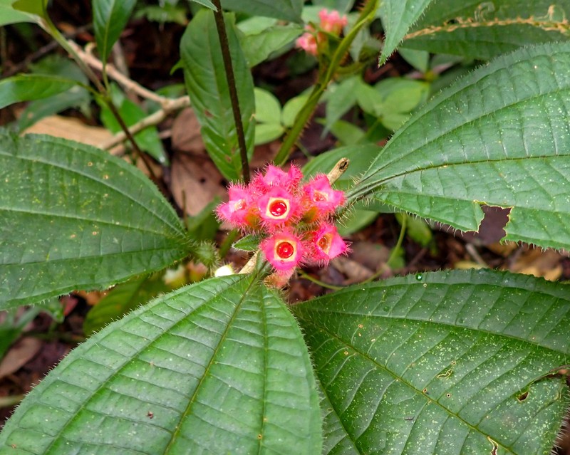 Miconia gonoptera photo 3