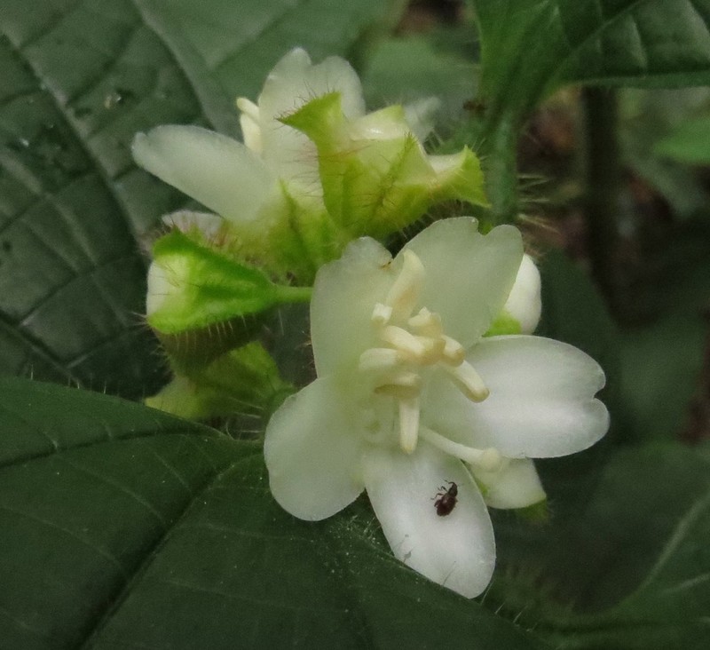 Miconia gonoptera photo 4