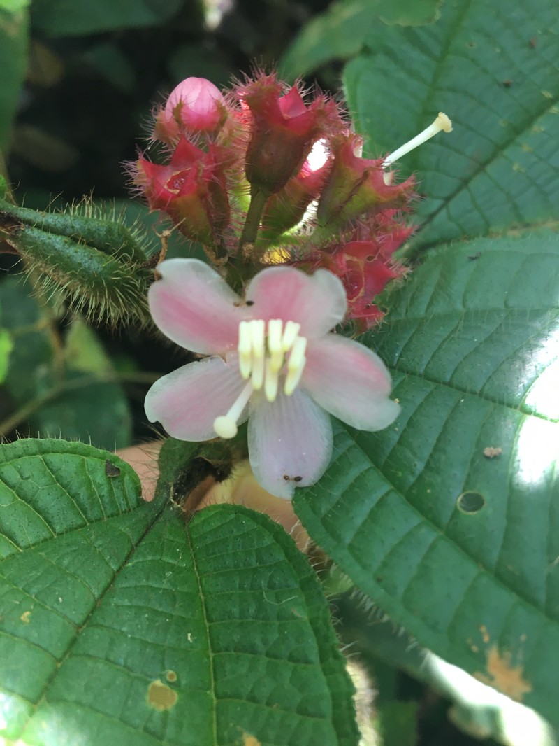 Miconia gonoptera photo 5