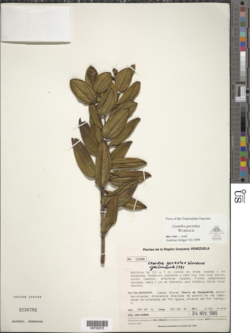 Miconia gorzulae