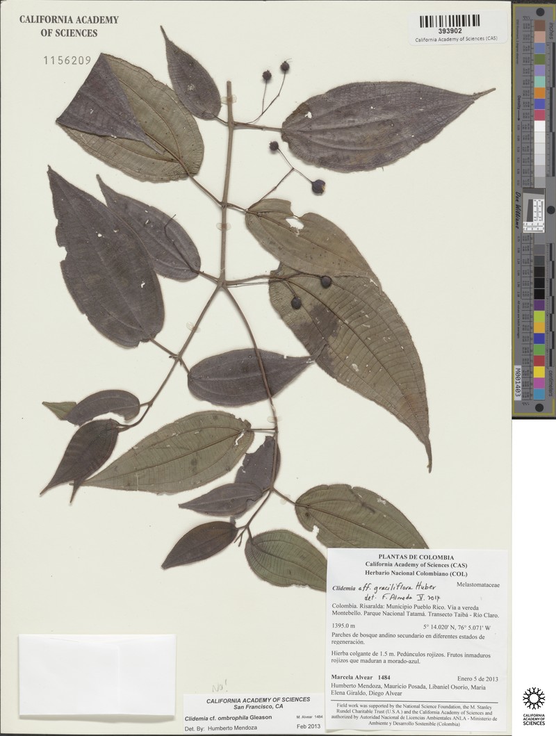 Miconia graciliflora