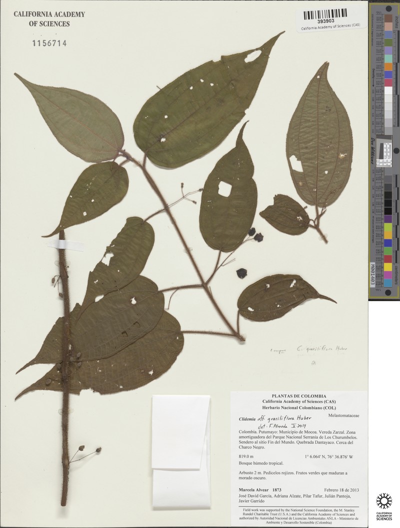 Miconia graciliflora photo 2