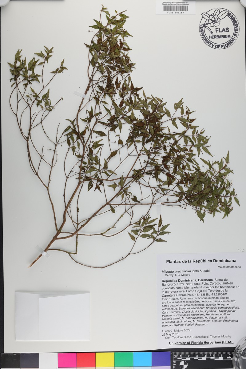 Miconia gracilifolia