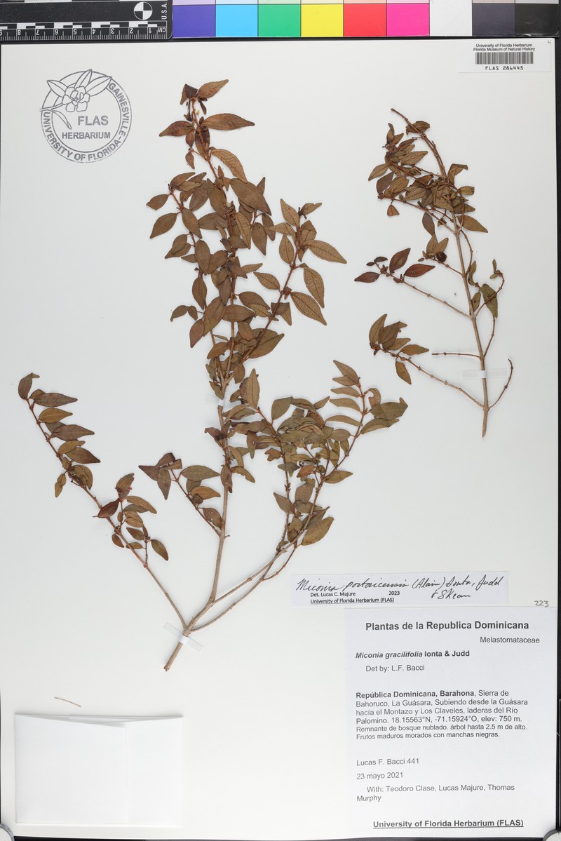 Miconia gracilifolia photo 2