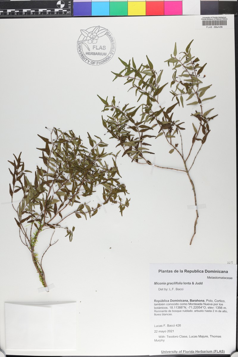 Miconia gracilifolia photo 3
