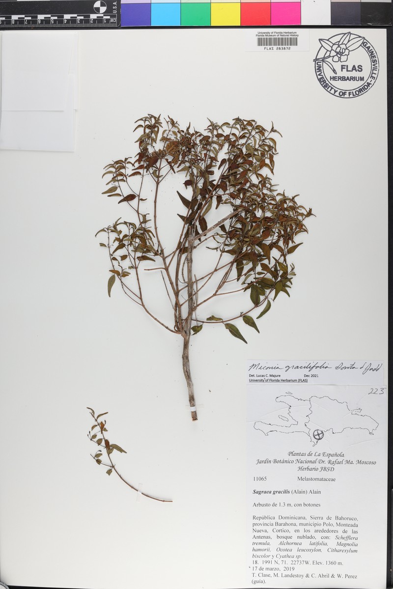 Miconia gracilifolia photo 4