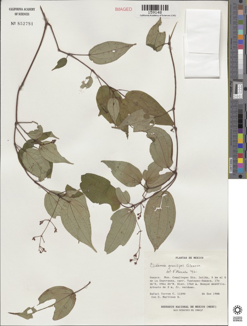 Miconia gracilipes