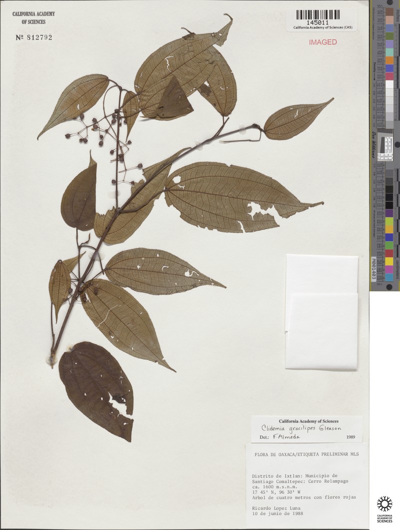 Miconia gracilipes photo 2