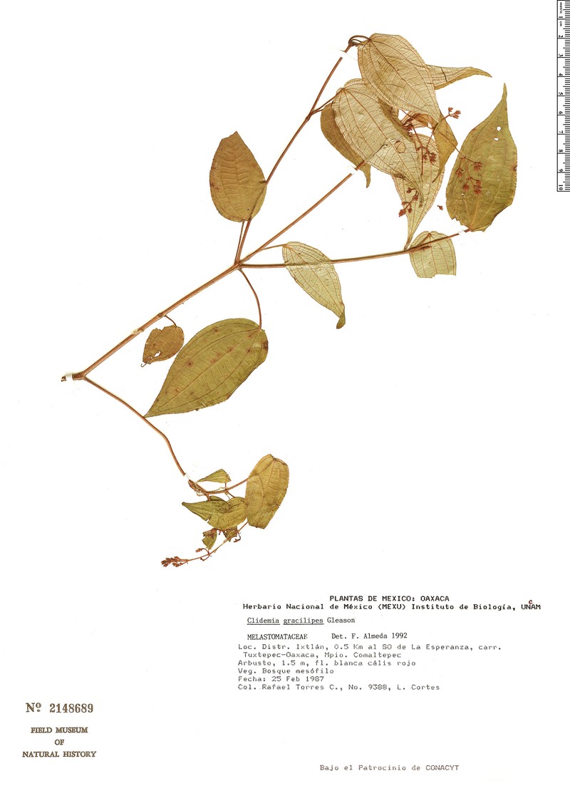 Miconia gracilipes photo 3