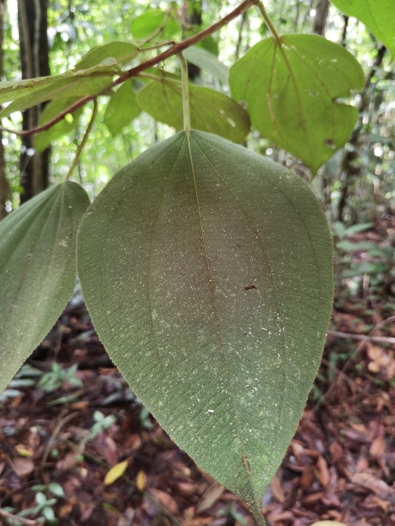 Miconia granatensis
