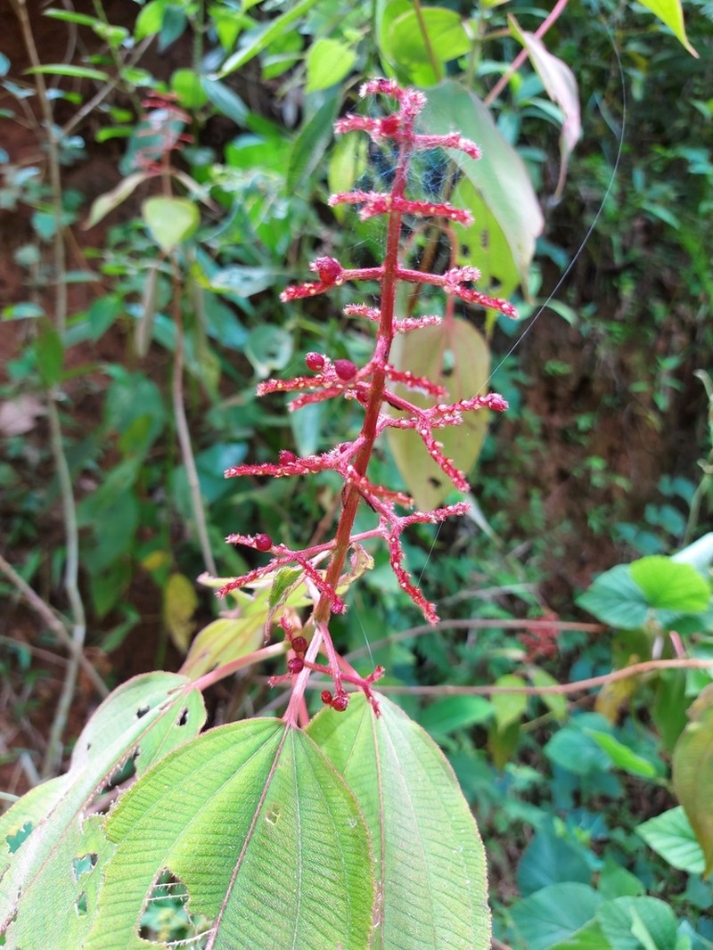 Miconia granatensis photo 2