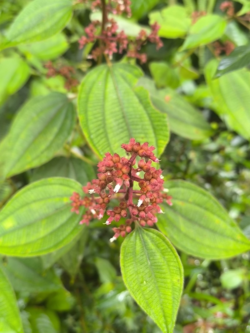 Miconia granatensis photo 3