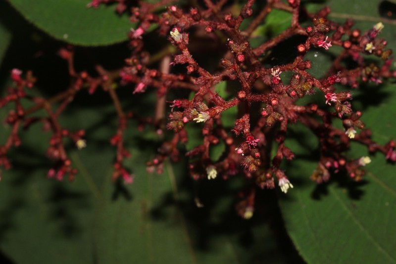 Miconia granatensis photo 4