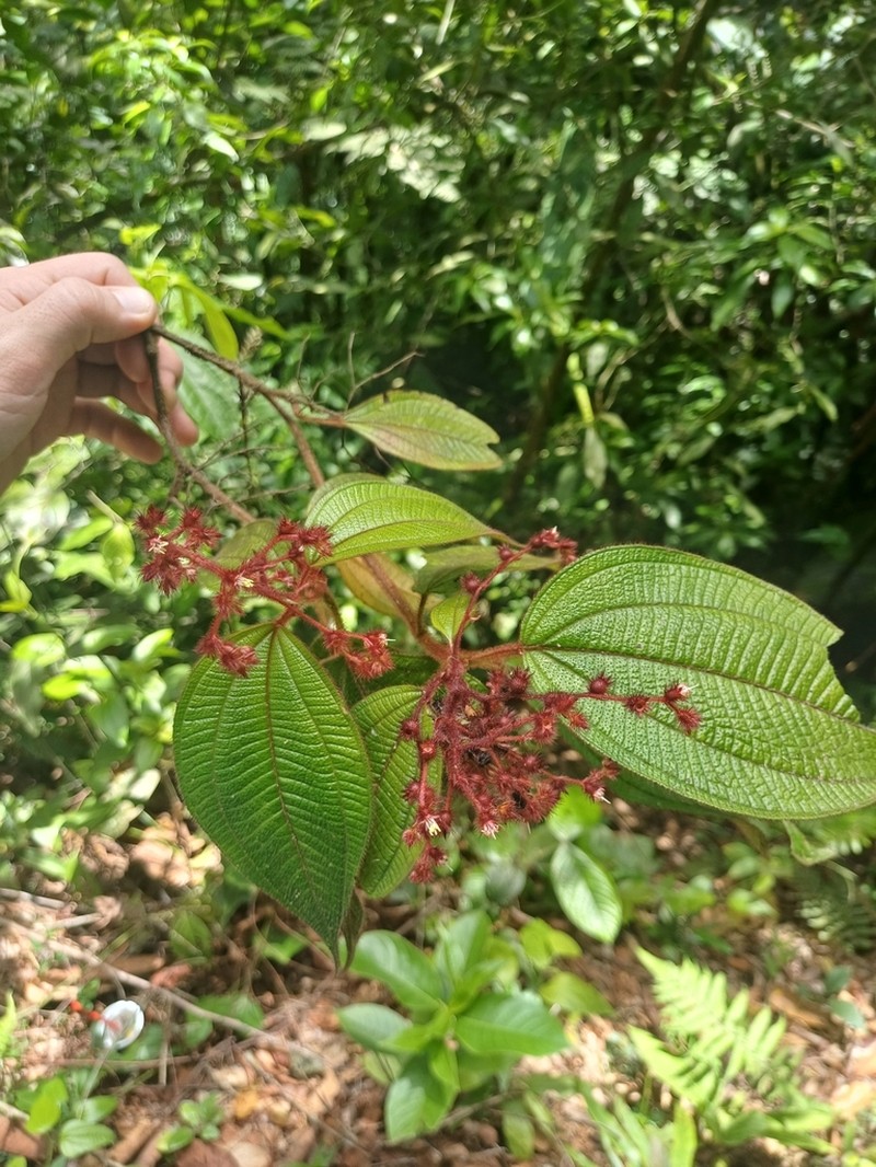 Miconia granatensis photo 5