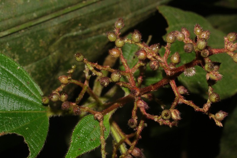 Miconia granatensis photo 6