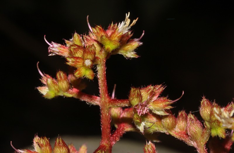 Miconia granatensis photo 7