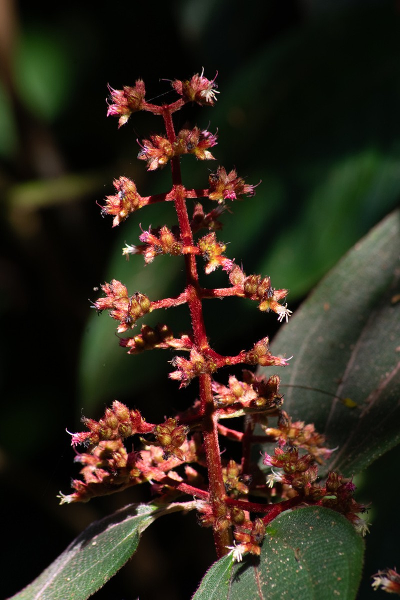 Miconia granatensis photo 8