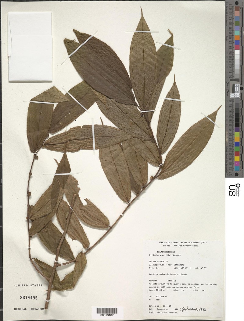 Miconia granvillei