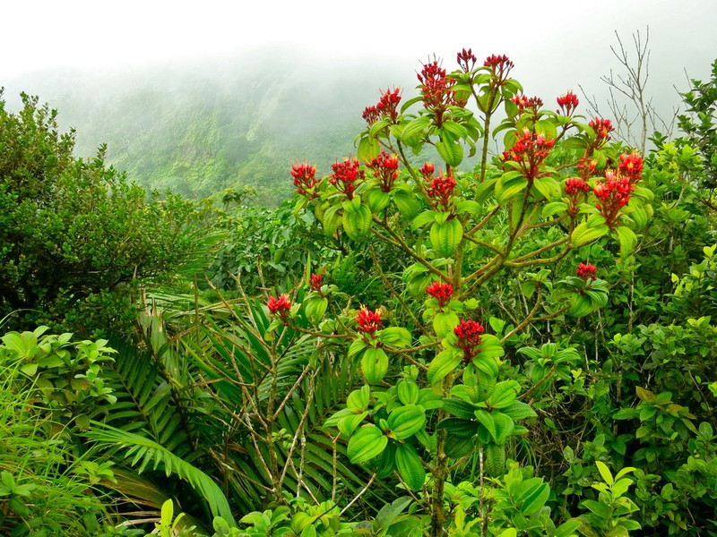 Miconia grenadensis