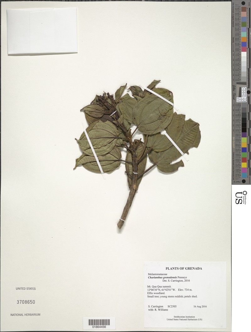Miconia grenadensis photo 3