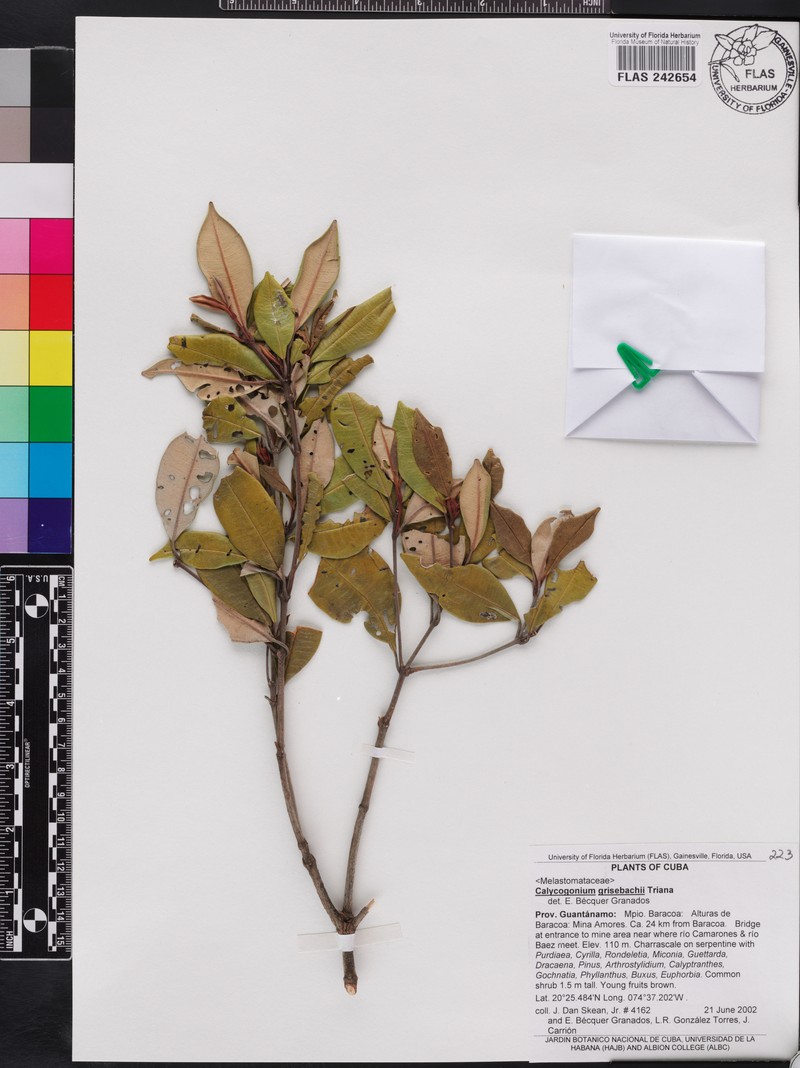 Miconia grisebachiana