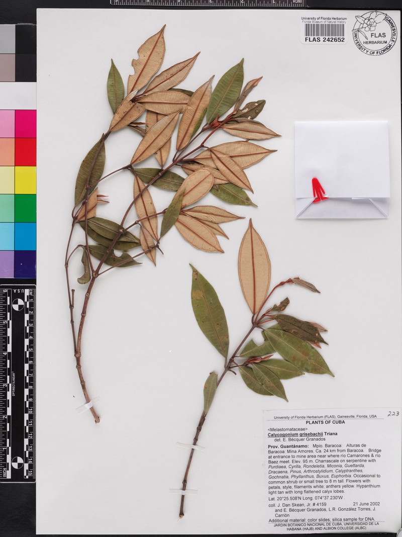Miconia grisebachiana photo 2