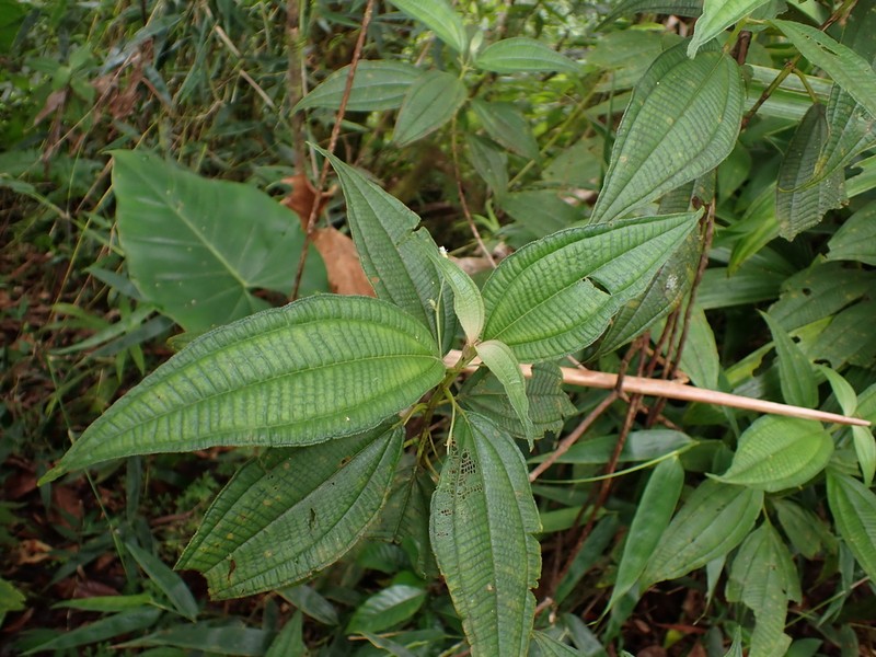 Miconia guadalupensis