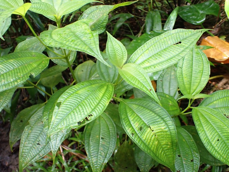 Miconia guadalupensis photo 2