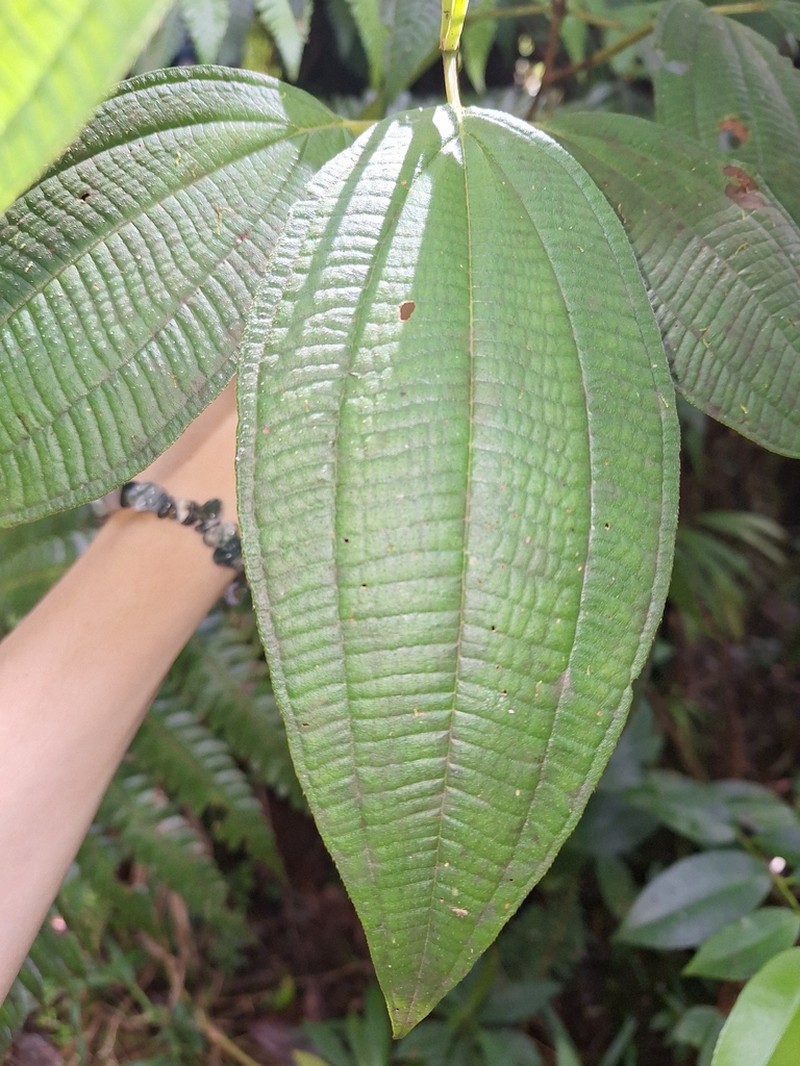 Miconia guadalupensis photo 3