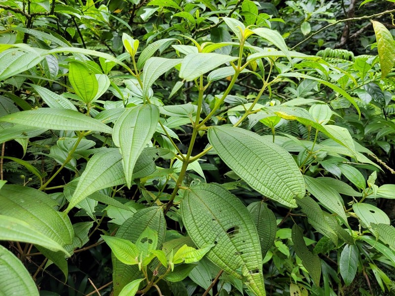 Miconia guadalupensis photo 4