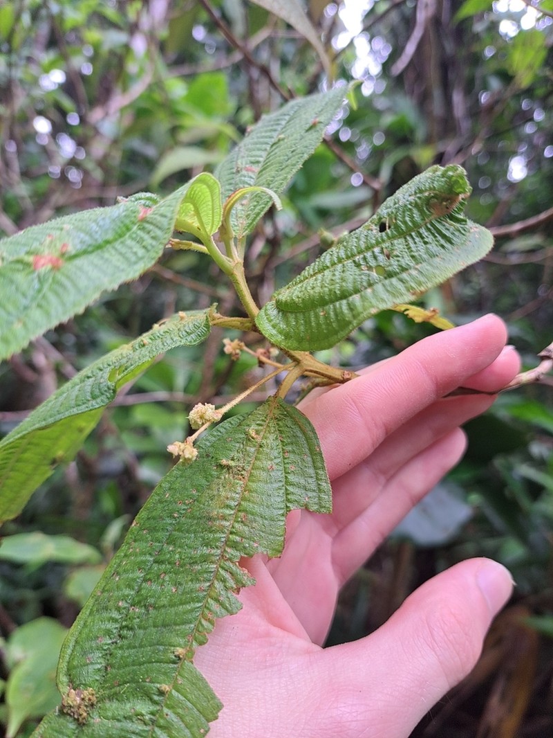 Miconia guadalupensis photo 5