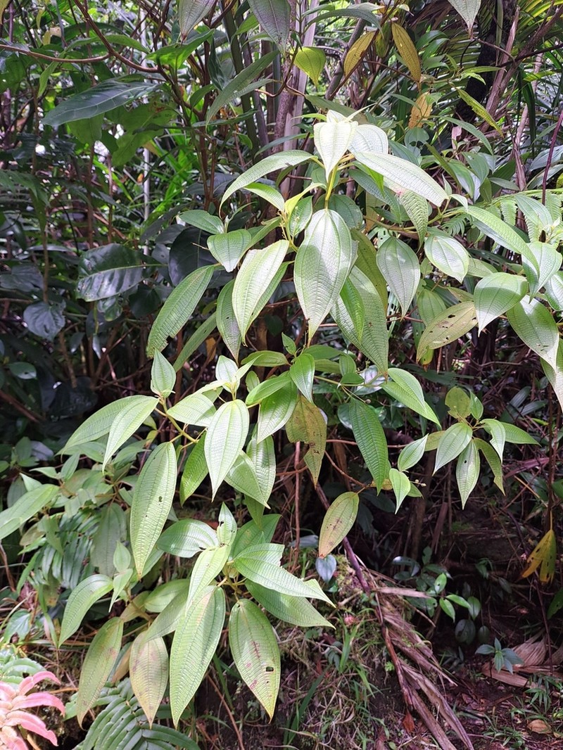 Miconia guadalupensis photo 6