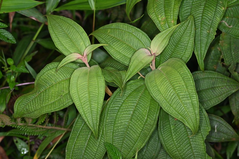 Miconia guadalupensis photo 7