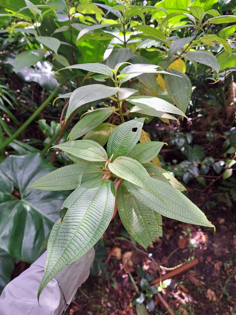 Miconia guadalupensis photo 8