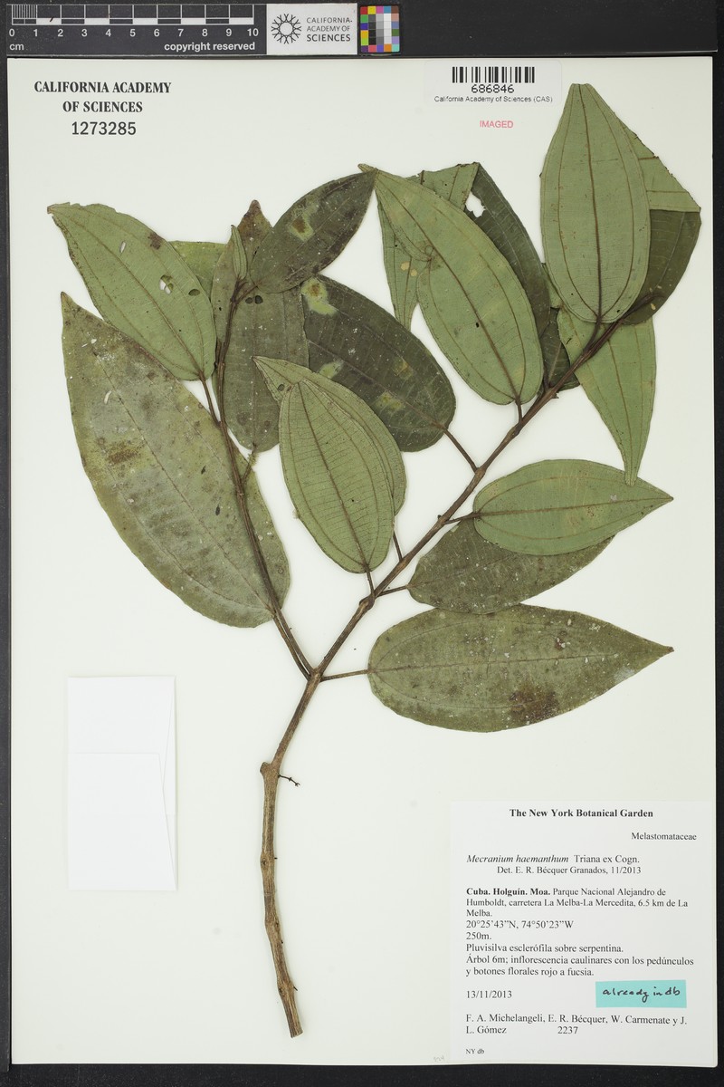 Miconia haemantha