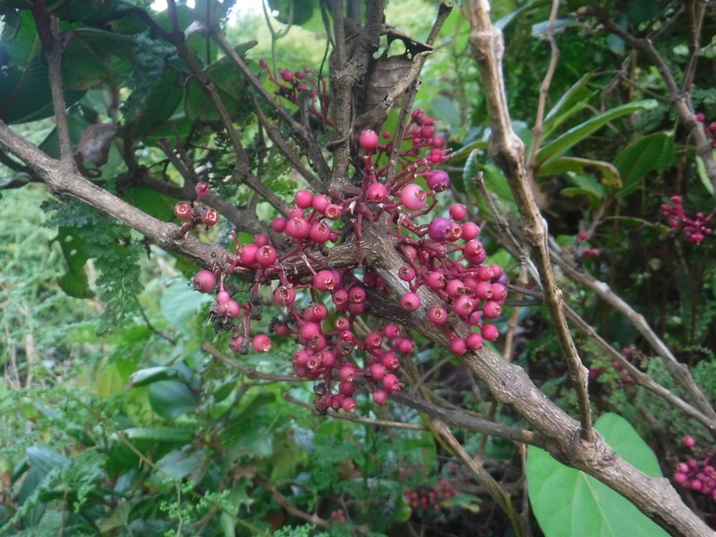 Miconia haemanthoides photo 2