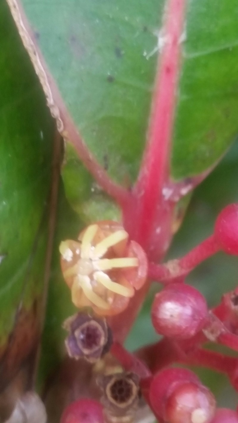 Miconia haemanthoides photo 3