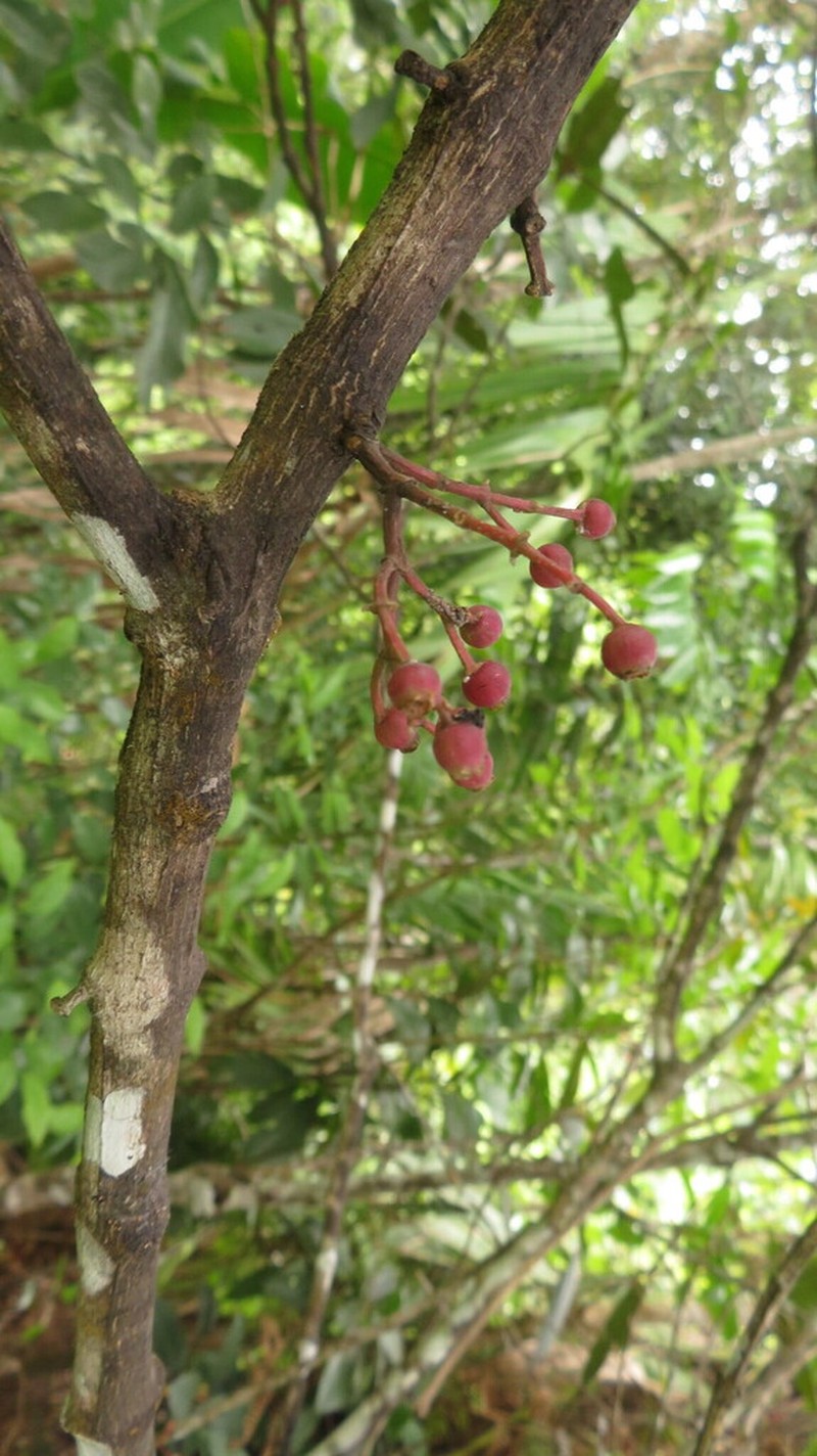 Miconia haemanthoides photo 4