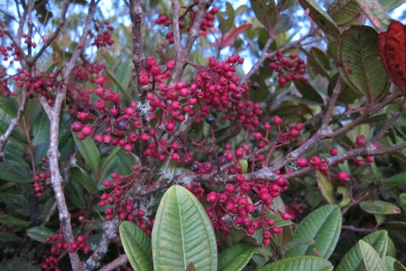 Miconia haemanthoides photo 5