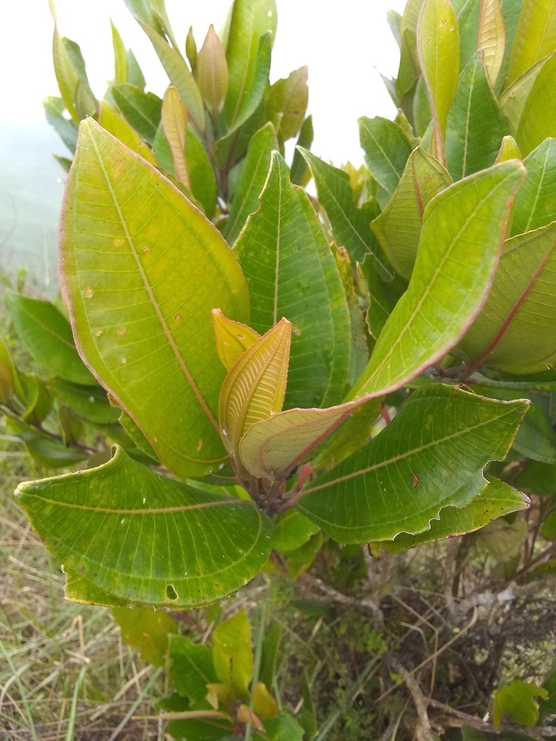 Miconia haemanthoides photo 6
